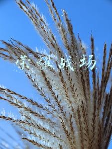 荣耀战场
