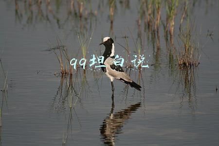 qq坦白说电脑版(QQ坦白说在哪里玩？进入QQ坦白说方法是什么？怎么知道对方身份)