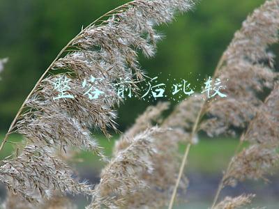 整容前后比较