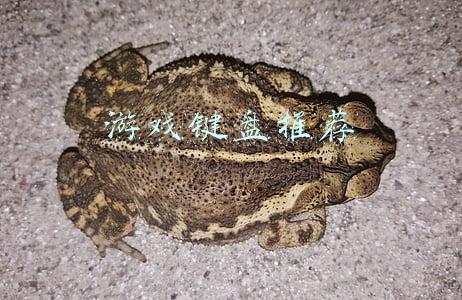 游戏键盘推荐