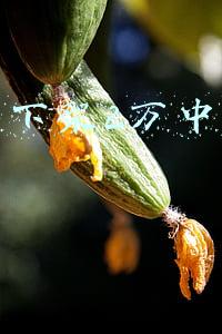 苹果下架2万中国app
