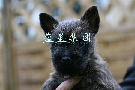 蓝星集团