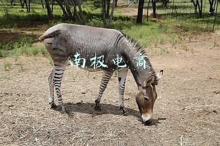 南极电商