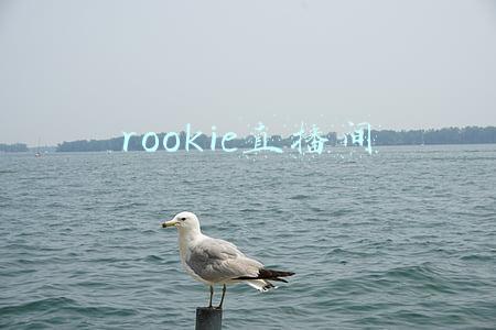 rookie直播间