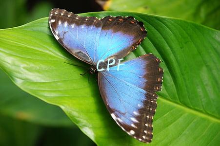 CPF