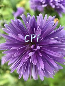 CPF