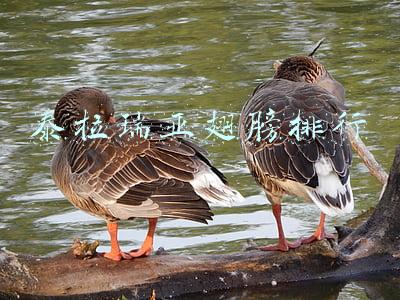 泰拉瑞亚翅膀排行