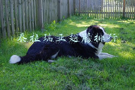 泰拉瑞亚翅膀排行