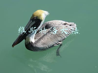 维斯特洛大陆 维斯特洛大陆