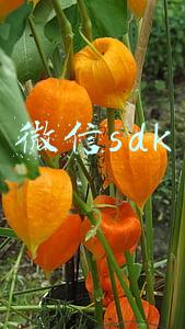 微信sdk