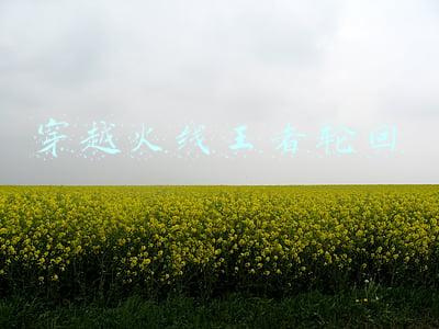 穿越火线王者轮回