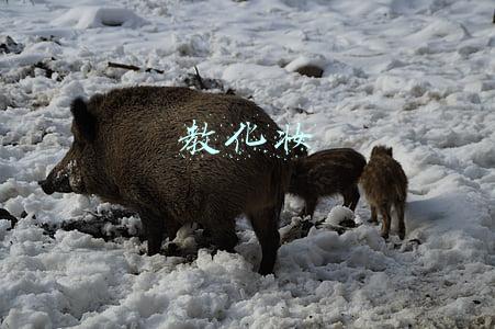 教化妆