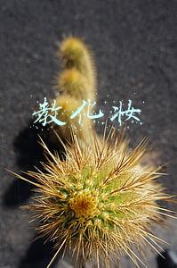 教化妆