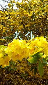 戴伟
