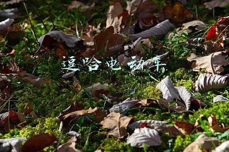 逗哈电动车怎么样(（数字尾巴测评）心有猛虎：逗哈 iTank 电动车简体验)