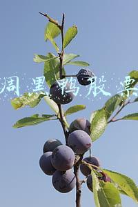 周黑鸭股票