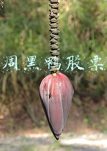 周黑鸭股票