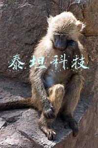 泰坦科技有限公司(上海泰坦科技股份有限公司 2021年年度报告摘要)