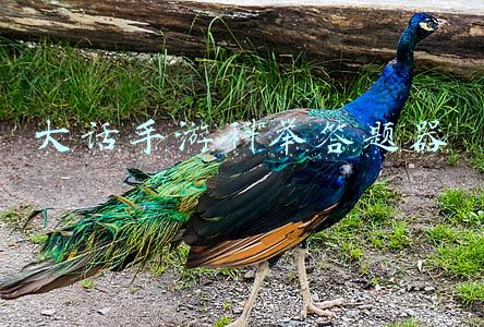 大话手游科举答题器 大话手游科举答题器