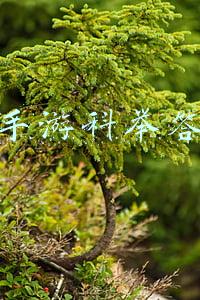 大话手游科举答题器在线2020(大话西游手游答题器 科举答题器100%正确率)