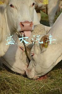盛大汽车