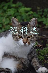 深科达 深科达