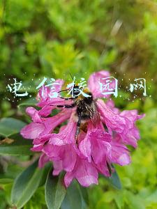 电信校园网怎么修改密码(填报志愿，忘记密码怎么办？看过来)
