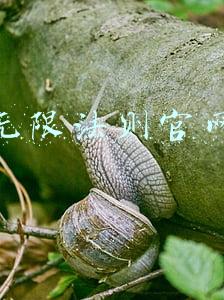 无限法则官网