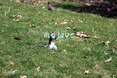 mojave