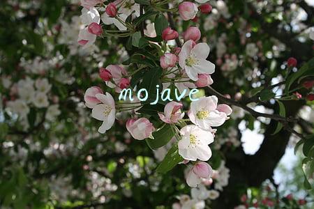 mojave mojave