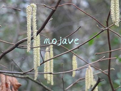 mojave mojave