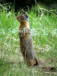 阴阳师杀生丸