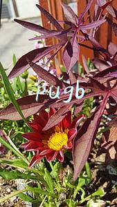 pugb