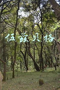 伍兹贝格