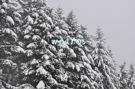 wearos