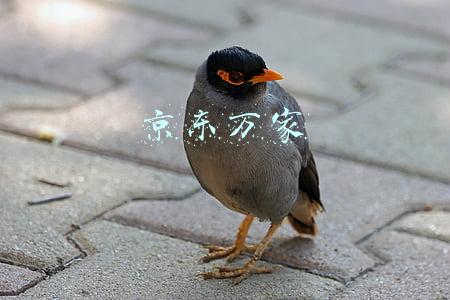 京东万家