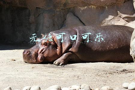 无糖可口可乐