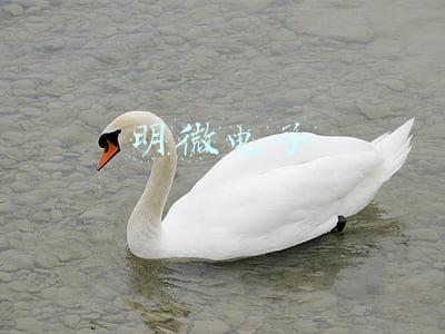 明微电子行业地位(明微电子高景气扣非预增12倍 自主研发多项核心技术行业领先)