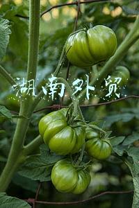 湖南外贸