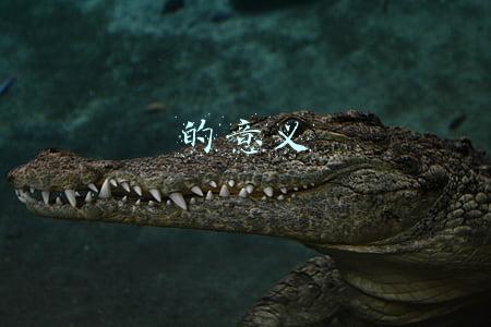 的意义