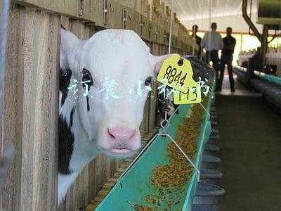 订餐小秘电话号码(12点聊电商：明日起Wish邮顺丰国际平邮小包美国路向限量)