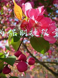 华为保时捷限量版