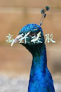 高升控股