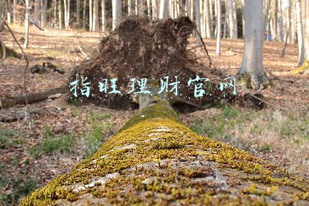 指旺理财官网