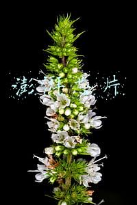 澎湃芯片