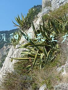 阴阳师杀生丸