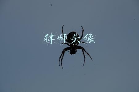 律师头像