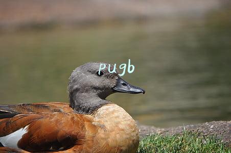 pugb