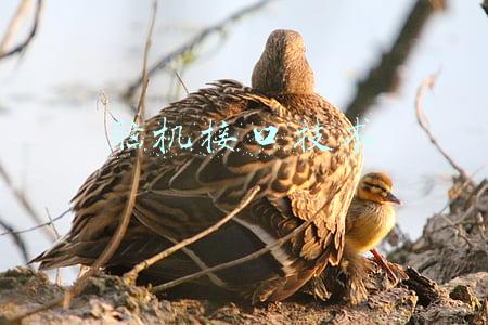 脑机接口技术