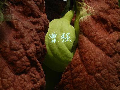 曹强